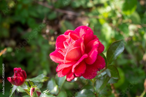 Wallpaper Mural Kwitnąca róża Torontodigital.ca