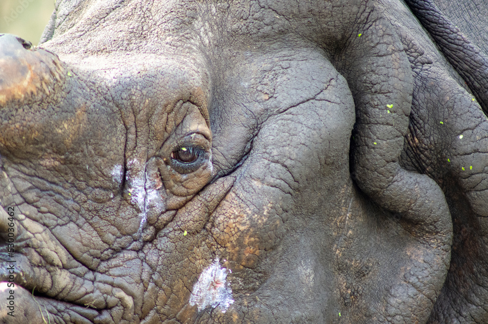 Fototapeta premium Oko nosorożca