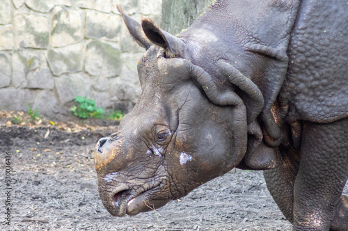Głowa nosorożca