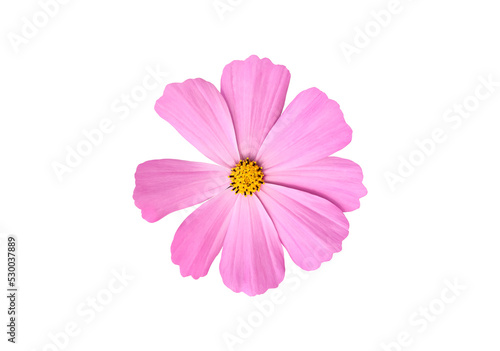 Isolated pink cosmos flower with clipping paths.