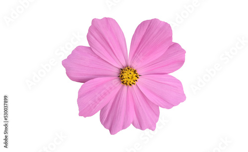 Isolated pink cosmos flower with clipping paths.