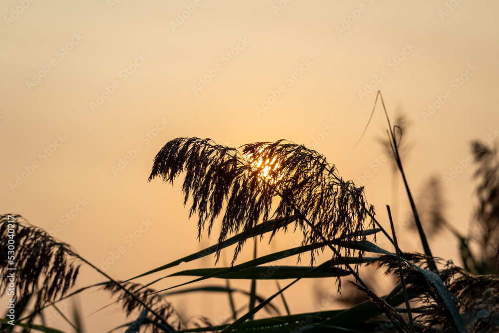 Obraz premium sunrise through marsh grass