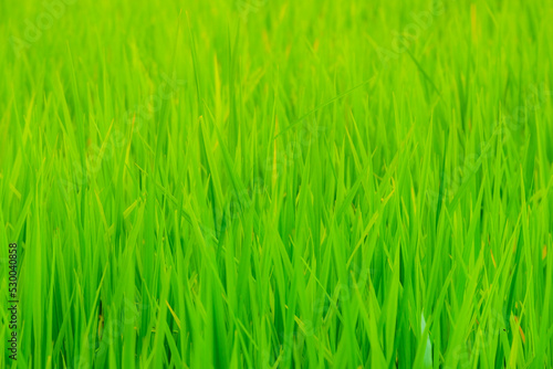 Close-up view of organic rice field growth in the morning in rural Thailand. Beautiful rice fields with bright sunlight.
