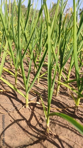 Green field of young garlic crop