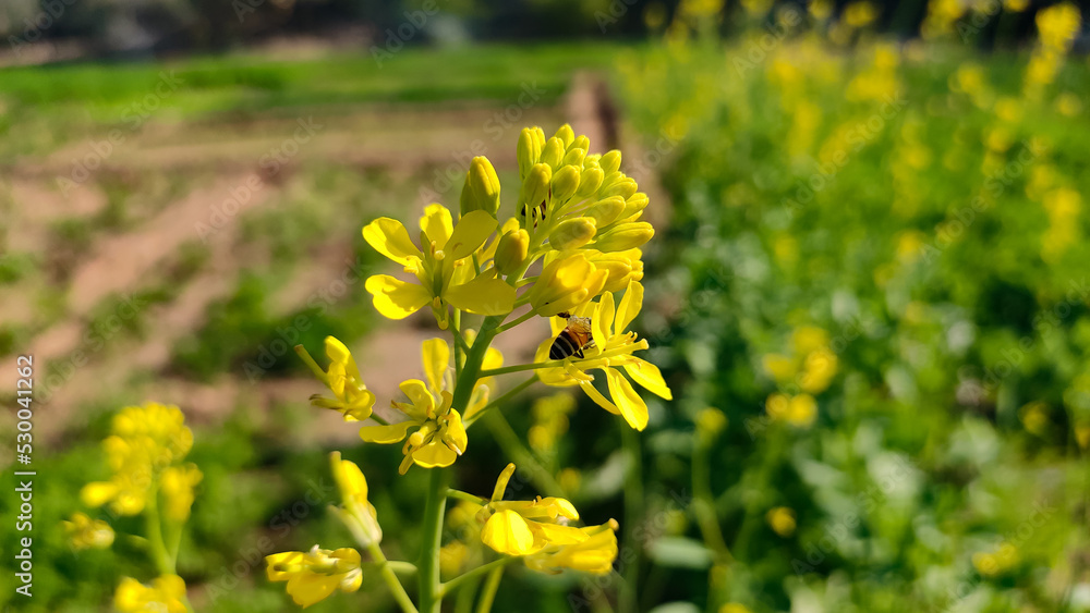 Obraz premium Honey bee collecting nectar from yellow mustard crop flowers