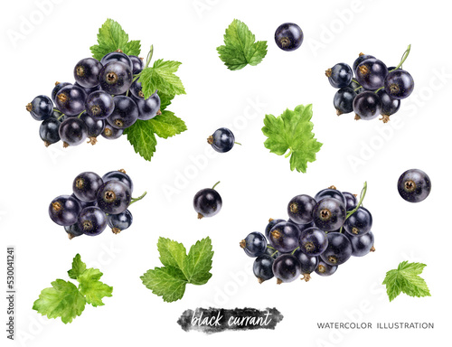 Εκτύπωση καμβά Black currant with leaves set hand drawn watercolor illustration isolated on whi