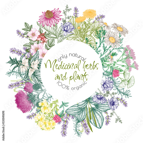 Vector frame of medicinal herbs in engraving style. Linear chamomile, chicory, clover, lavender, plantain, valerian, echinacea, rosehip, coltsfoot, ginkgo, burdock, rosemary, nettle, St. John's wort