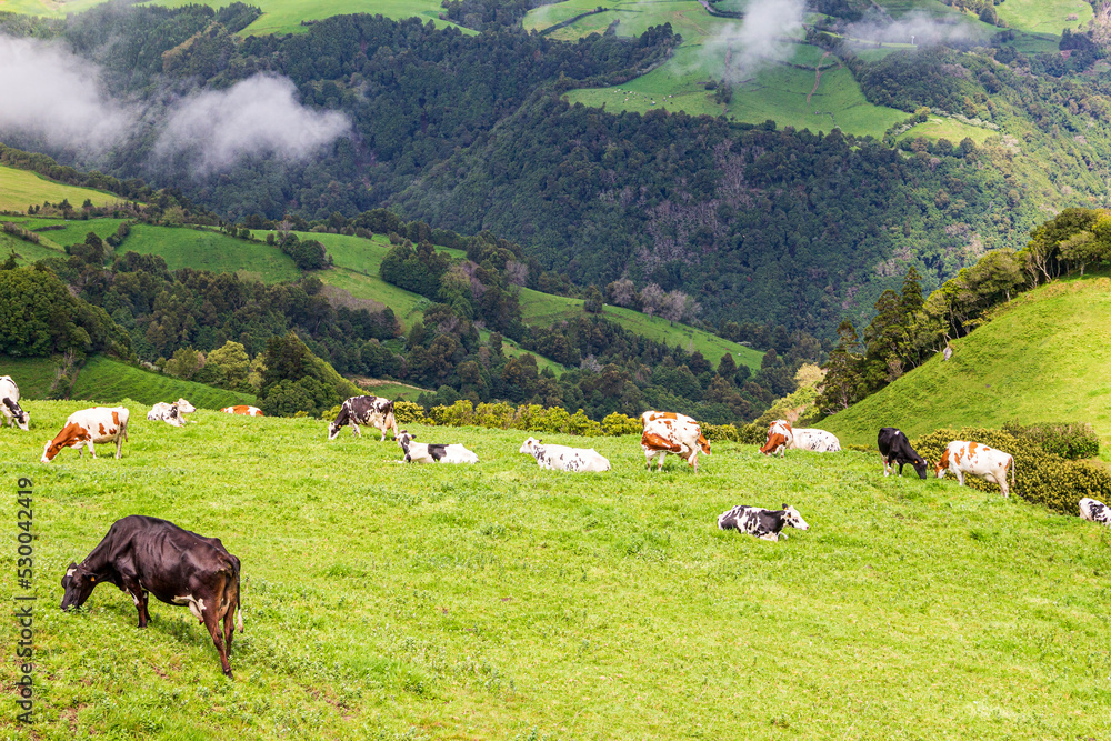 Fototapeta premium cows grazing in the mountains