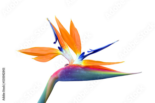 Bird of paradise flower © Peter