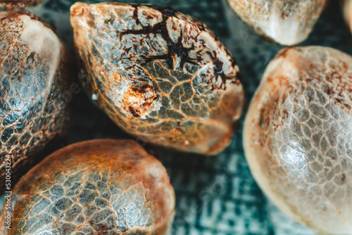 Photos Macro view of cannabis seeds.