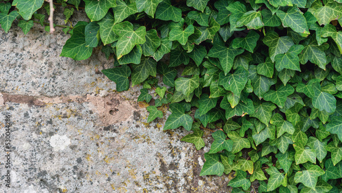 green ivy on the wall © Sevda Ercan