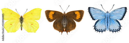 Brimstone, Brown Hairstreak, Chalk Hill Blue Butterflies