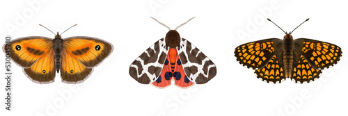 Gatekeeper, Garden Tiger moth, Heath Fritillary Butterflies photo