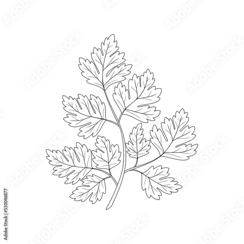 Parsley, aromatic herbs. Hand drawn vector illustration.