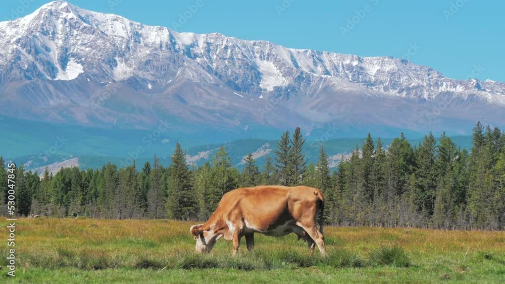 Cow grazing in the green meadow against snow capped mountains background. Beautiful cinematic shot. Idyllic scenery in highlands of Altai Republic Cow grazing in the green meadow against snow capped mountains background. Beautiful cinematic shot. Idyllic scenery in highlands of Altai Republic
