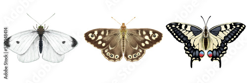 Small White, Speckled Wood, Swallowtail Butterflies