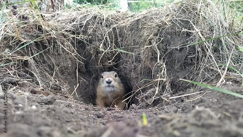 A funny fluffy ground squirrel comes out of its burrow and then timidly hides back into the burrow. Cute fat gopher in his burrow looks at the camera photo