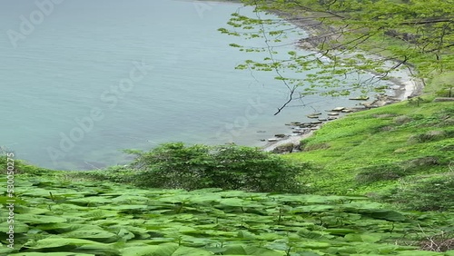 green cape sea view (ID: 530050275)
