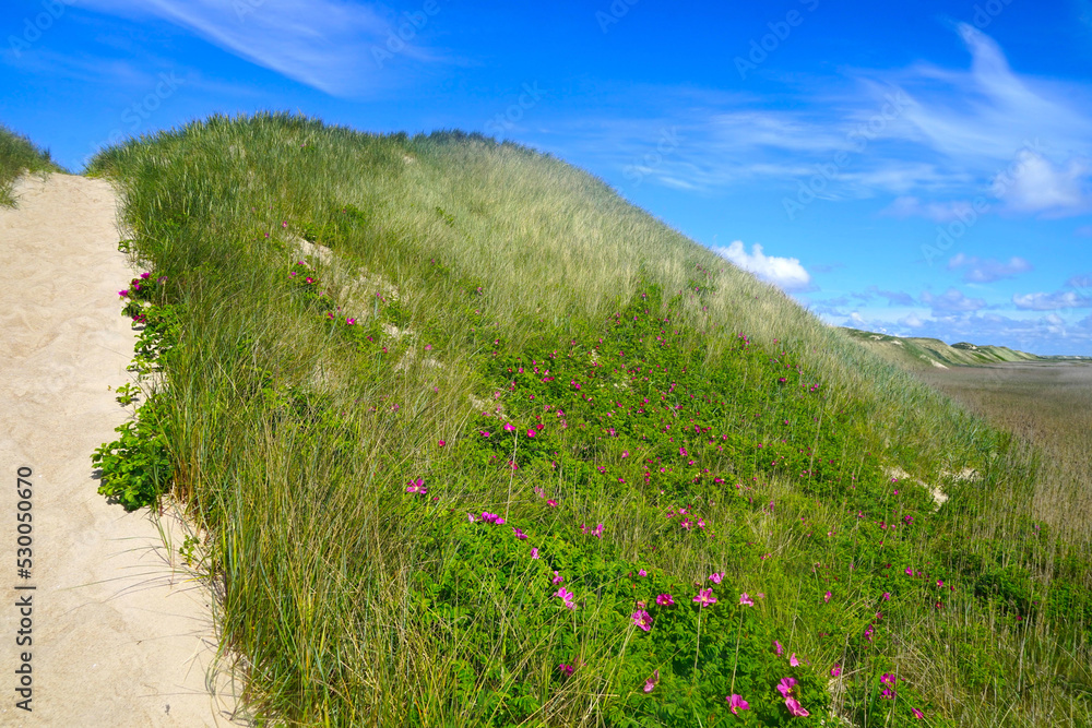 Schöner Sandweg über eine hohe Düne am Meer an einem sonnigen Sommertag, Reisen, Urlaub, Dänemark