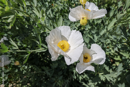 Romneya coulteri, the Coulter's Matilija poppy or California tree poppy, is a perennial species of flowering plant in the poppy family Papaveraceae. photo
