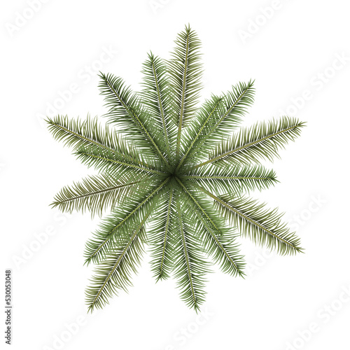 Realistic top view illustration of palm tree isolated on white background