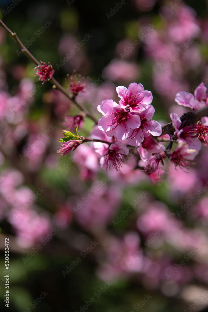 Obraz premium colorful flowers background in spring , background for post card
