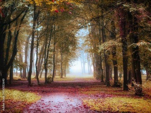 Foggy autumn forest in the morning. Colorful leaves in a magical forest. atmospheric landscape. Fall colors in the park.