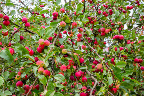 Red ripe small apples on a branch of a crab apple tree. The concept of harvest in September. Natural autumn fruit background