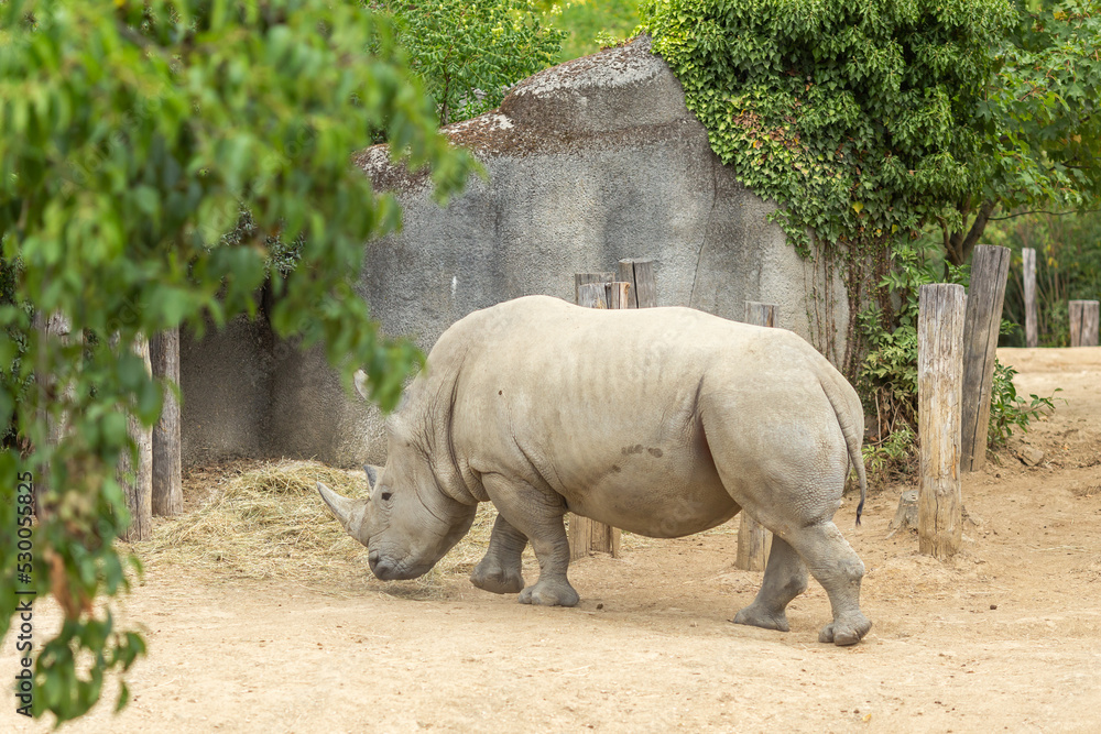 Obraz premium Close-up of a rino in its natural environment in daylight.