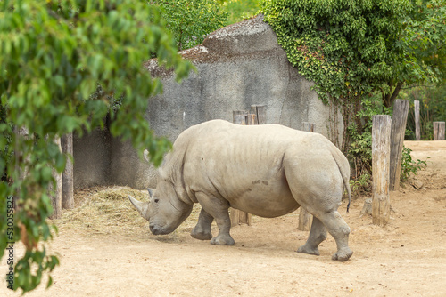 Close-up of a rino in its natural environment in daylight. photo