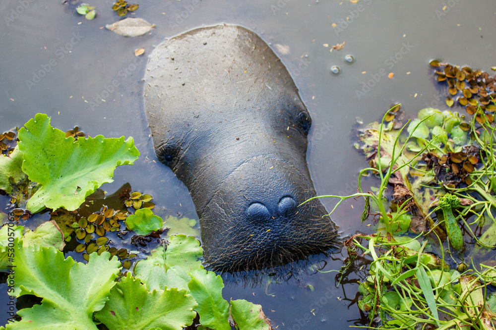 Φωτογραφία West Indian manatee (Latin Trichechus manatus) peering out of the water with expressive nostrils against a background of green algae