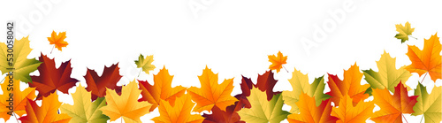 Maple leaf with green yellow red color for autumn or thanksgiving design, maple leaves frame header