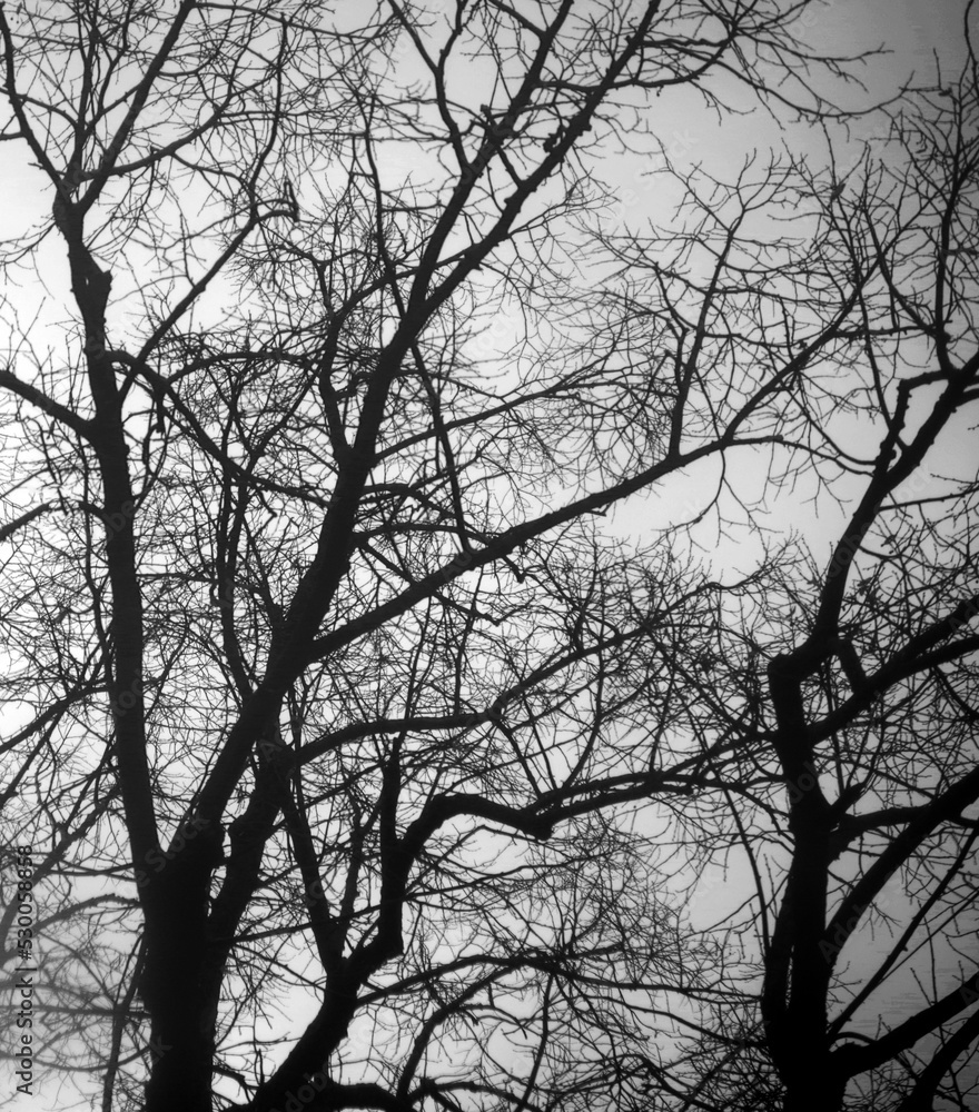 silhouette of a tree silhouette of a tree
