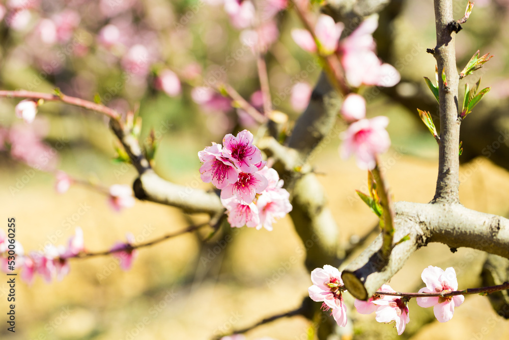 blossoming peach flowers in the garden in spring blossoming peach flowers in the garden in spring
