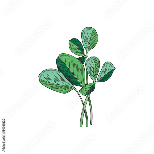 Fenugreek herbaceous plant for food flavoring vector illustration isolated.