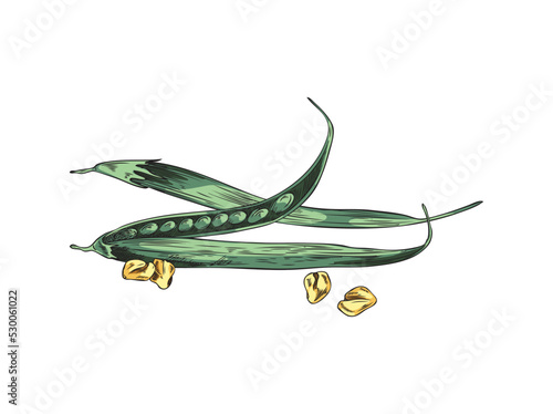 Fenugreek or methi indian food plant pods sketch vector illustration isolated.