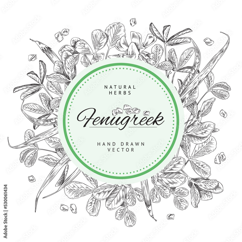 Fenugreek plants and seeds banner with circle and text, sketch vector illustration on white background. Fenugreek plants and seeds banner with circle and text, sketch vector illustration on white background.