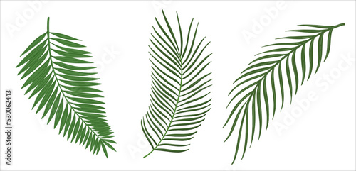 A set of palm leaves. Illustration on an isolated background. Vector.