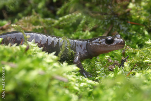 Closeup on a sub-adult Hokkaido salamander, Hynobius retardatus, sitting in green moss photo