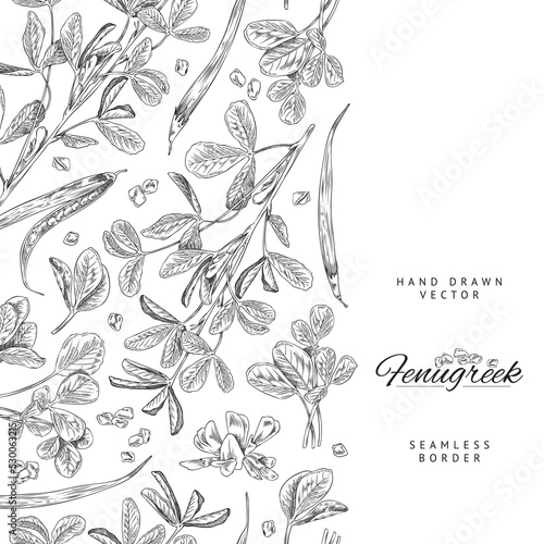 Fenugreek plant seamless border with copy space for text, sketch vector illustration on white background.