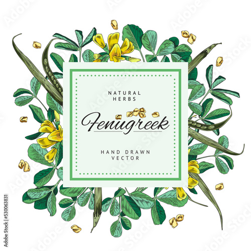 Fenugreek spice background or frame hand drawn vector illustration isolated.