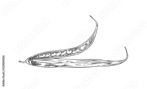 Fenugreek dry pods with aromatic seeds engraving vector illustration isolated.
