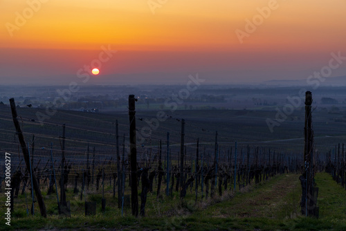 Wineyard near Colmar, Alsace, France © Richard Semik