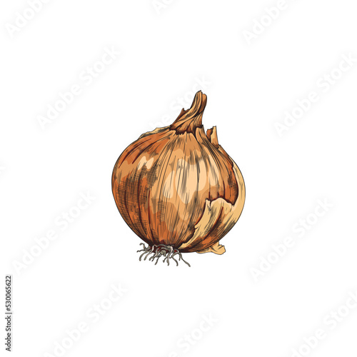 Hand drawn colorful whole onion with roots sketch style, vector illustration