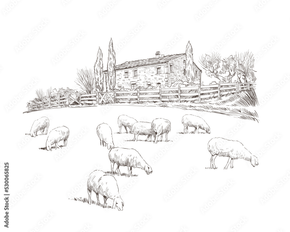 Naklejka premium Sheep are grazing in a meadow. Rural landscape. Farm sketch hand drawn vector illustration.