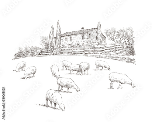 Sheep are grazing in a meadow. Rural landscape. Farm sketch hand drawn vector illustration.