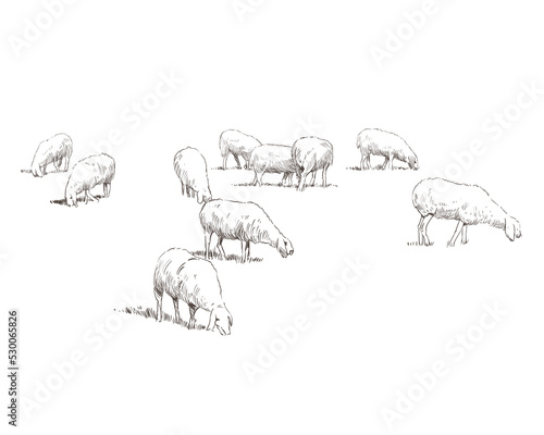 Sheep are grazing in a meadow. Rural landscape. Farm sketch hand drawn vector illustration.