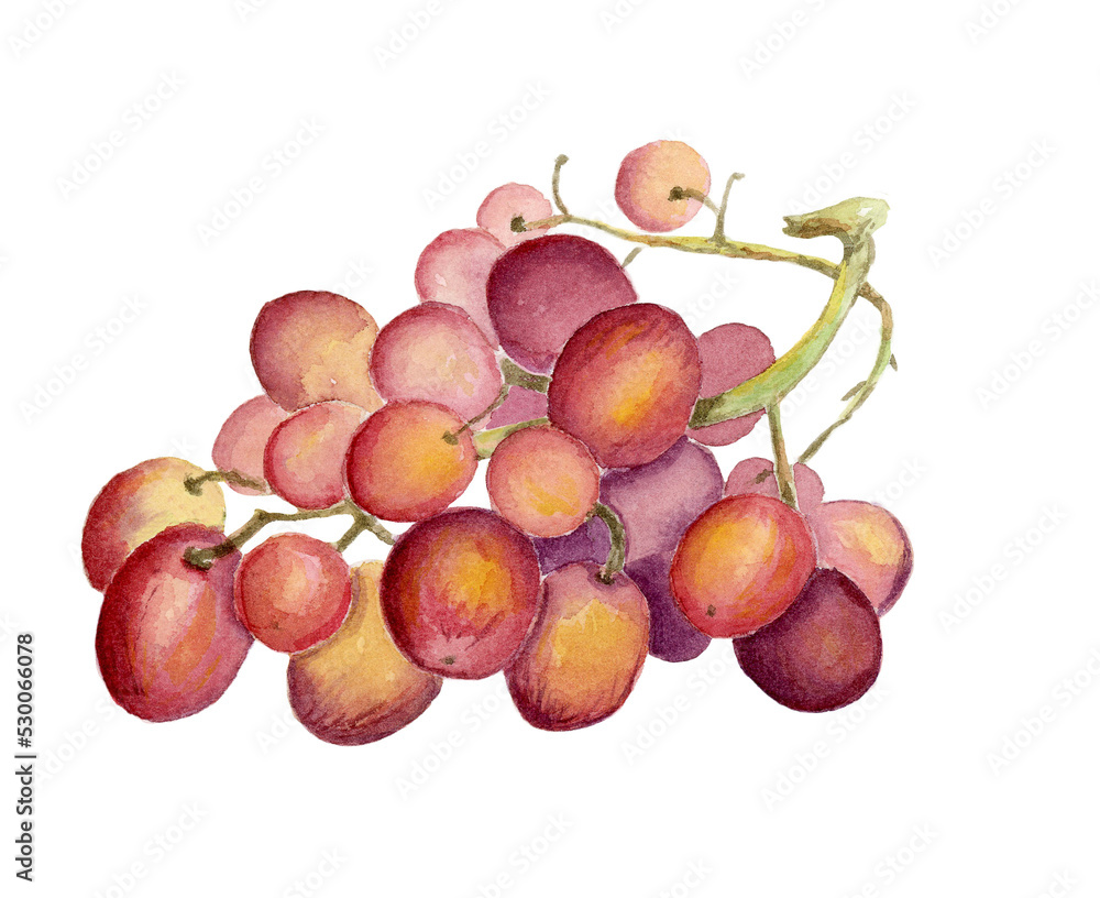 Red grapes illustration handpainted with watercolor