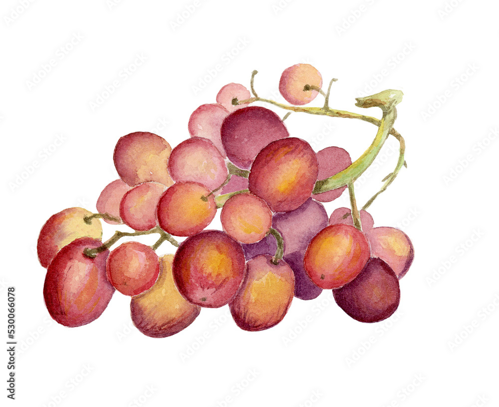 Red grapes illustration handpainted with watercolor Red grapes illustration handpainted with watercolor