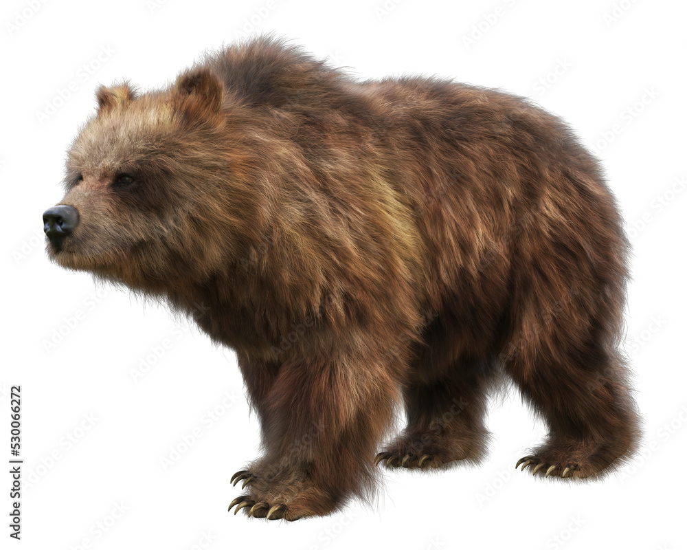 Large brown bear transparent PNG overlay. 3d rendering Stock